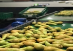FruitMasters en Greefa bekrachtigen verdere samenwerking