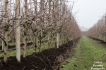 Toekomst van fruitteelt centraal tijdens Sciencedag 2023
