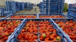 FruitMasters en Coöperatie Hoogstraten onderzoeken samenwerking