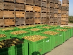 "Dalende prijzen in België hebben nog geen impact op stemming in de perenmarkt"