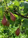 Oostenrijkse fruitgebieden nu al zwaar getroffen door hagel
