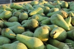Belgische Conference peren uitzonderlijk vroeg rijp door warm en zonnig jaar