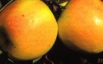 Hardfruitsector uitgenodigd voor jubileumeditie van Prognosfruit in Duitsland