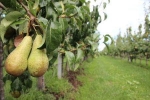 UHasselt en pcfruit testen rekbare sensoren die perengroei meten op de boom