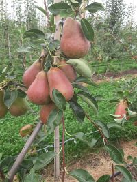 peren Fruitkwekerij Ham