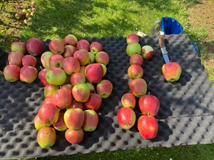 Van de 50 appels, slechts een zonder schade